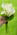 Grande Flowers' Mini Calla Lily Bouquet